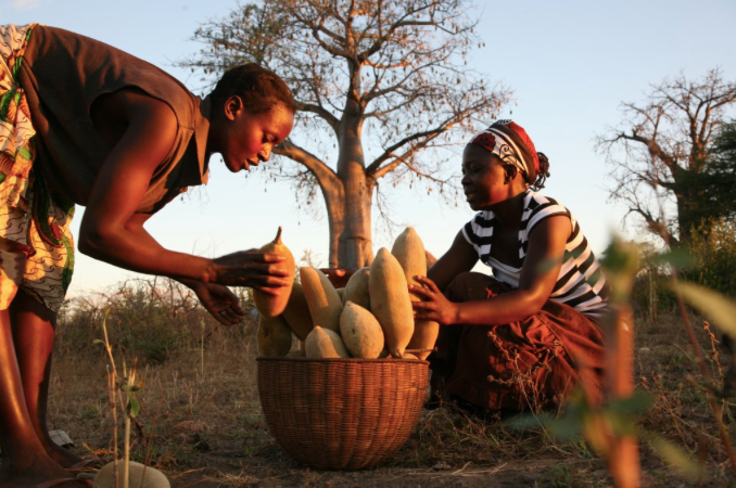 BAOBAB OIL…BENEFITS FOR SKIN AND HAIR